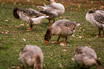 Gray goose in a pen in the stable on a farm. Raising cattle on a ranch, pasture