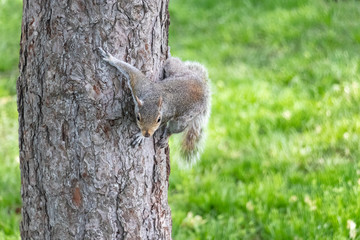 Scoiattolo a Central Park