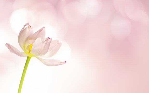 Wilted pink tulip flower on bokeh