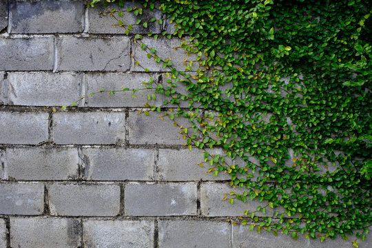 beautiful green wall crawling plants