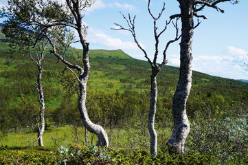 Trees in the mountains