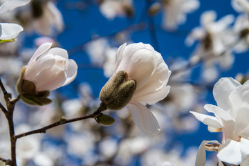 A partially opened magnolia bloom shown with the blue sky in the background on a beautiful Spring day © Rose Guinther