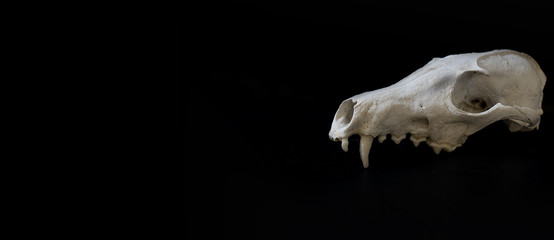 Dog skull with test tube full of red liquid with Coronavirus inscription. Horizontal banner on black with ample space on the left for discretionary use