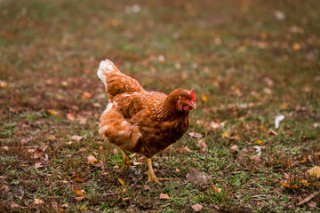 Brown chicken in a pen in the stable on a farm. Raising cattle on a ranch, pasture