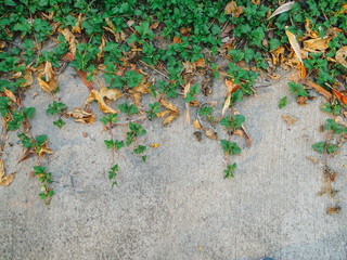 green moss on stone wall