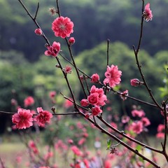 peach blossoms in every spring