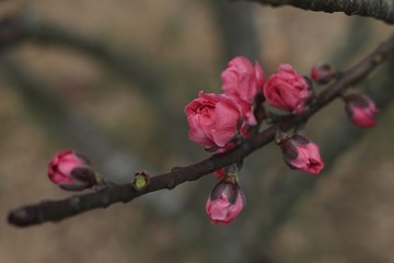 Fototapeta na wymiar peach blossoms in every spring