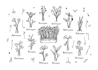 Set of hand drawn micro greens including sunflower, radish, beet, barley, cilantro, spinach, onion, peas, arugula, mustard, broccoli, basil. Vector illustration in sketch style 