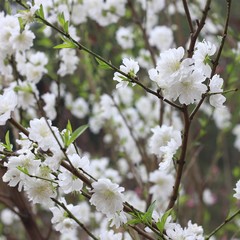 peach blossoms in every spring