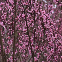 peach blossoms in every spring