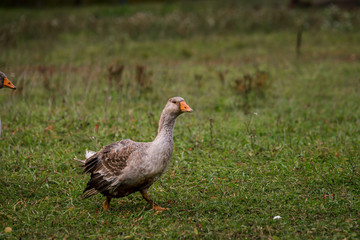 Gray goose in a pen in the stable on a farm. Raising cattle on a ranch, pasture