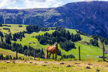 Fototapeta na wymiar A Horse and Italian Dolomites in the Background