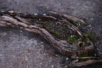 Tree roots on grey ground background. Green grass is growing from old tree root