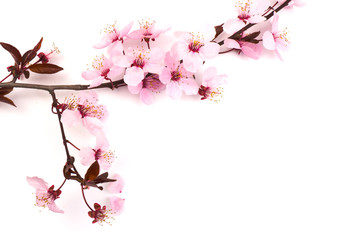 Cherry blossom , pink sakura flower isolated in white background