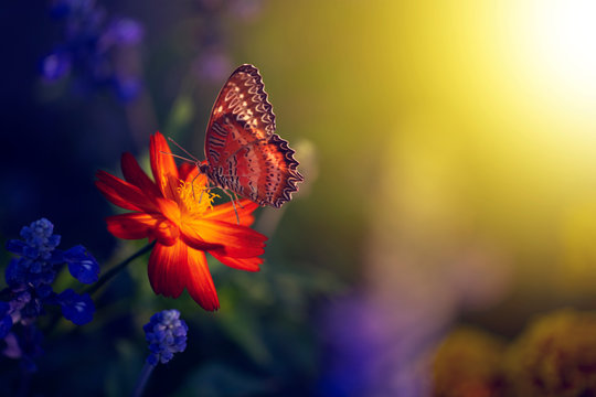 butterfly on flower © pichit