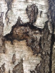 Background image of tree bark and roots. Coronavirus in UV. Nature itself comes up with such unusual paintings and sculptures, one must look at a distance, not bring it closer.