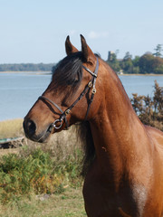 Obraz premium Bay Horse Head Shot