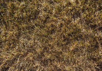 Fototapeta na wymiar Dried grass texture. Straw or hay abstract background