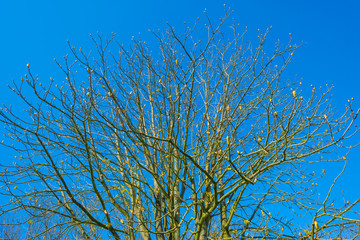 Trees in a forest below a blue sky in sunlight in spring