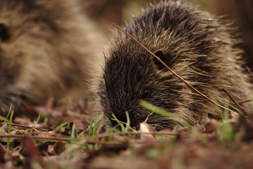 エサを食べる子供のヌートリア