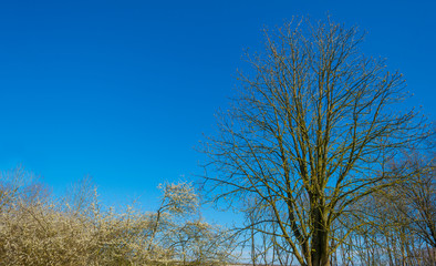Obraz na płótnie Canvas Trees in a forest below a blue sky in sunlight in spring