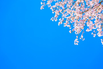 桜と青空