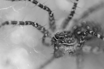 Close up of spider