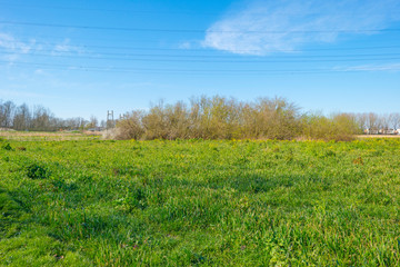 Obraz premium Trees along a residential area and a meadow below a blue sky in sunlight in spring