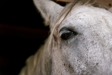 White horse eye close up in a pen behind a fence in a meadow on a farm. Raising cattle on a ranch, pasture