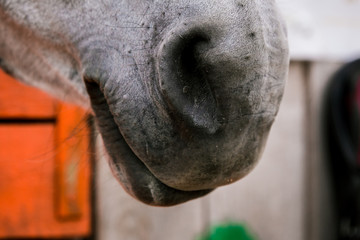 White horse nose close up in a pen behind a fence in a meadow on a farm. Raising cattle on a ranch, pasture