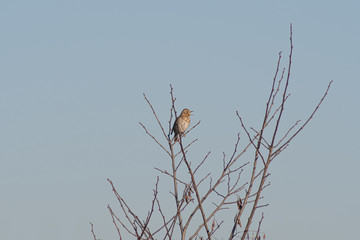 tree and bird singing a song