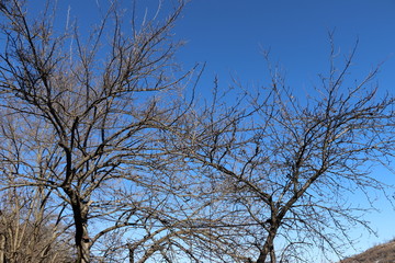 Obraz premium Mulberry tree without leaves in early spring