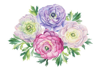 Fototapeta premium Watercolor flowers and leaves in vintage style. Ranunculus flowers. Floral isolated elements for wedding, invitation, greeting cards. Botanical illustration.