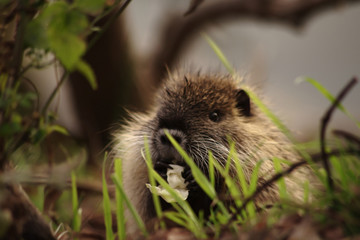 エサを食べる子供のヌートリア