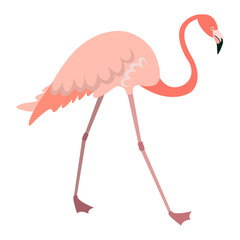 Walking flamingo in flat style. Pink bird isolated on white background.