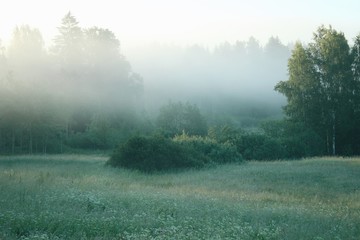 Fototapeta na wymiar Foggy meadow in the morning