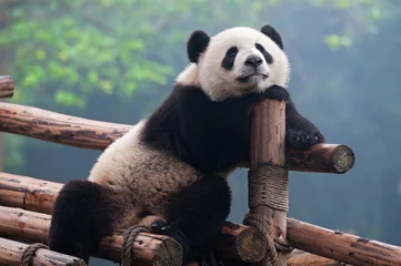 Fototapeten Süßer Riesenpandabär © wusuowei
