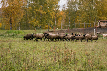 Sheep white with a black head in a pen in the stable on a farm. Raising cattle on a ranch, pasture