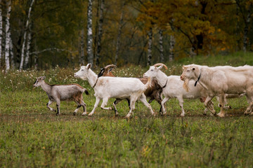 Fototapeta na wymiar A herd of goats in a meadow on a farm. Raising cattle on a ranch, pasture