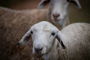 portrait of a sheep