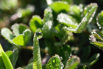 morning dew