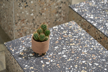 Closeup view at small cactus in pot