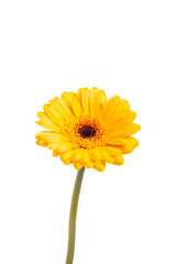 Yellow gerbera daisy isolated on white background