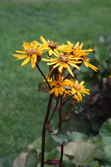 A pretty yellow Leopard plant