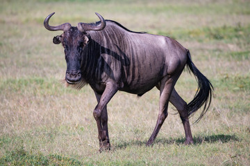 close up portrait of a Wildebeest