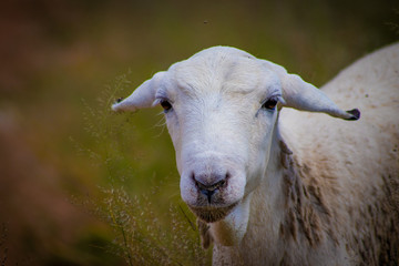 portrait of sheep