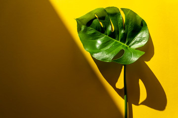 Fototapeta na wymiar monstera leaf on yellow background