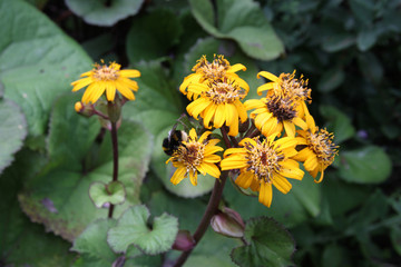 A bee collecting pollen and nectar from a Leopard plant