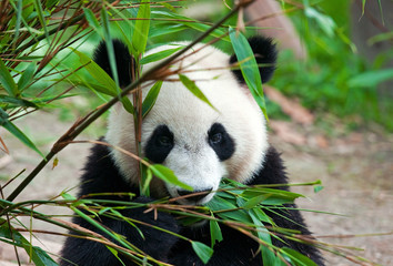 Fototapeta na wymiar Cute giant panda bear