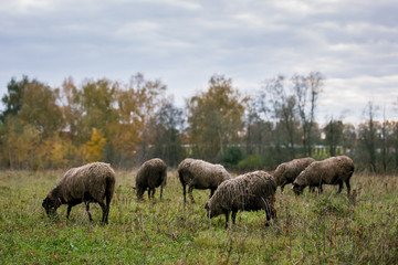 Sheep white with a black head in a pen in the stable on a farm. Raising cattle on a ranch, pasture